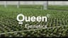 Queen® Genetics logo